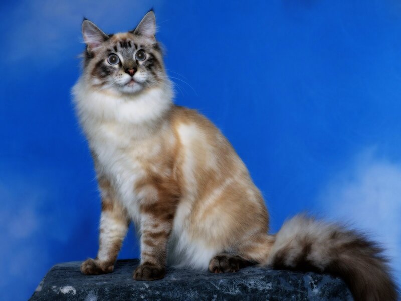Fluffy Cat on Rock — Blue, Calm, Photograph