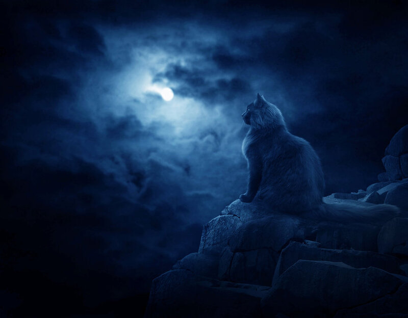 Fluffy Cat on Rock