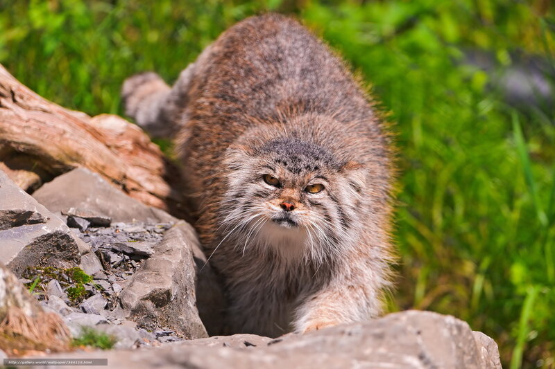 Fluffy Cat on Rocks — Brown