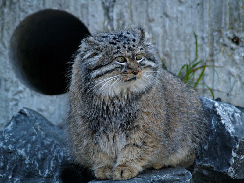 Fluffy Cat on Rocks — Gray