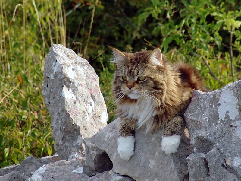 fluffy cat on rocks