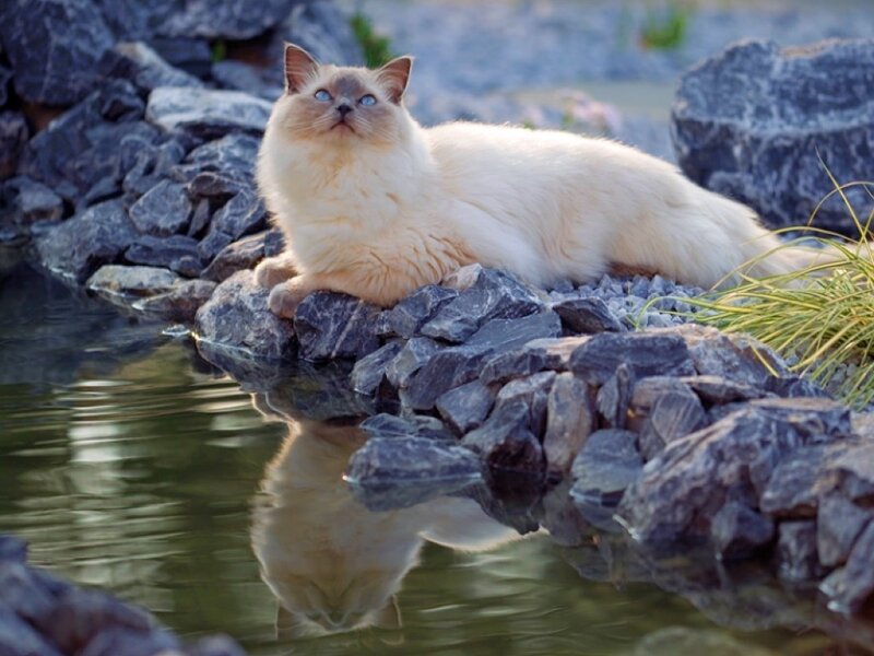 Fluffy Cat on Rocks — White