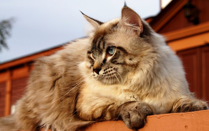 Fluffy Cat on Roof — Brown