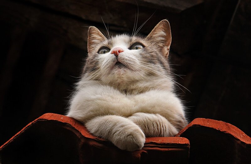 Fluffy Cat on Roof