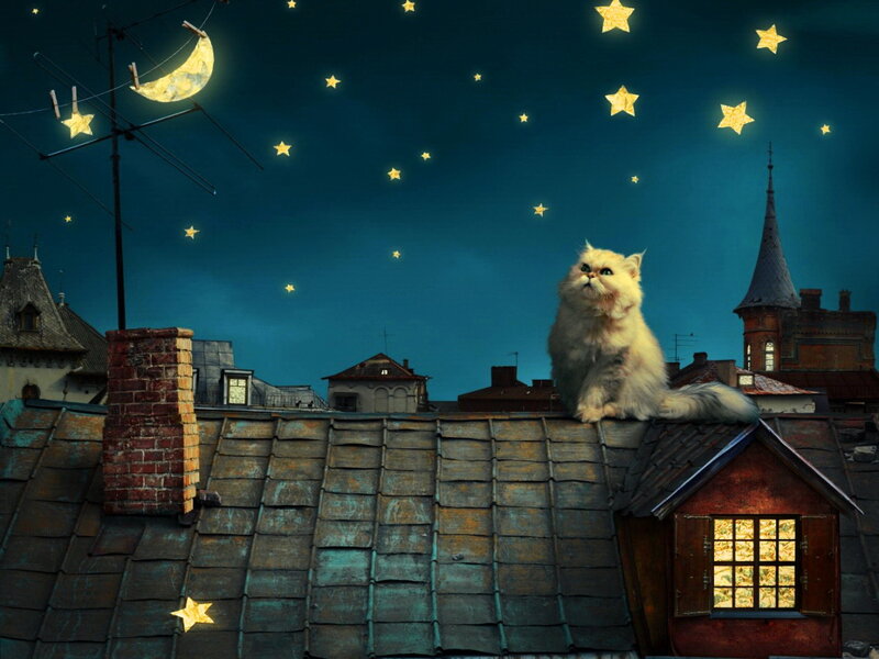 Fluffy Cat on Rooftop