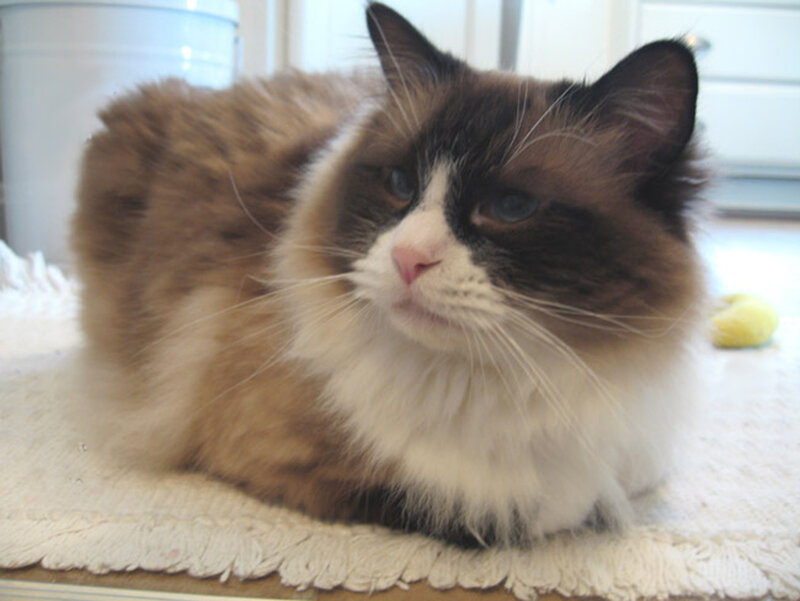 Fluffy Cat on Rug — Brown