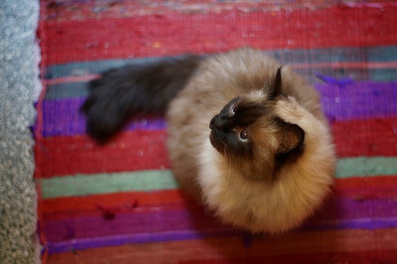 Fluffy Cat on Rug — Red
