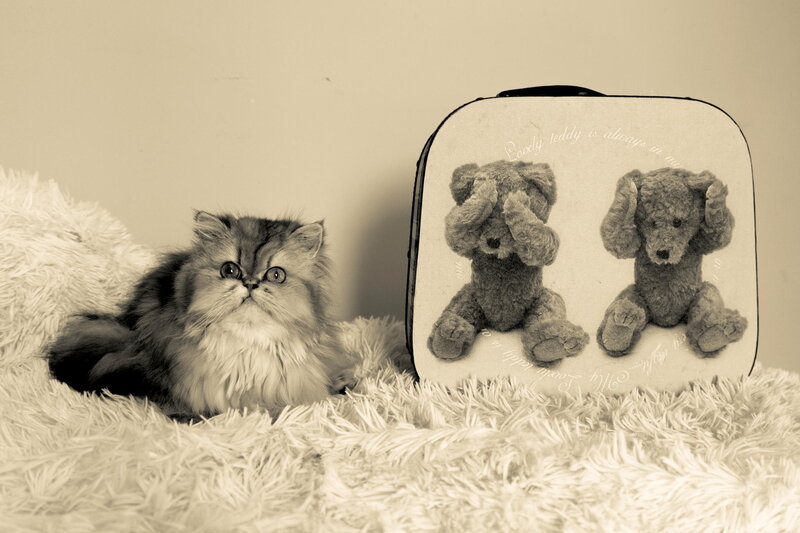 Fluffy Cat on Rug