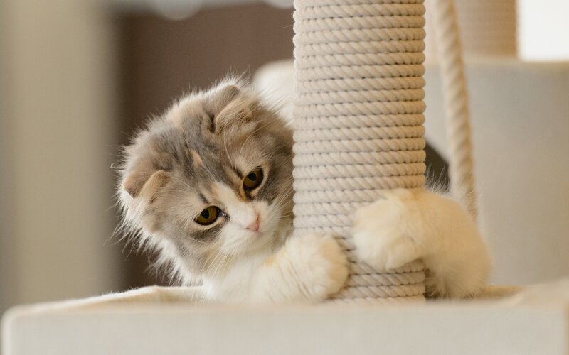 fluffy cat on scratching post