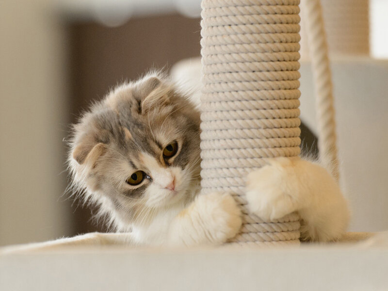 Fluffy Cat on Scratching Post — Gray