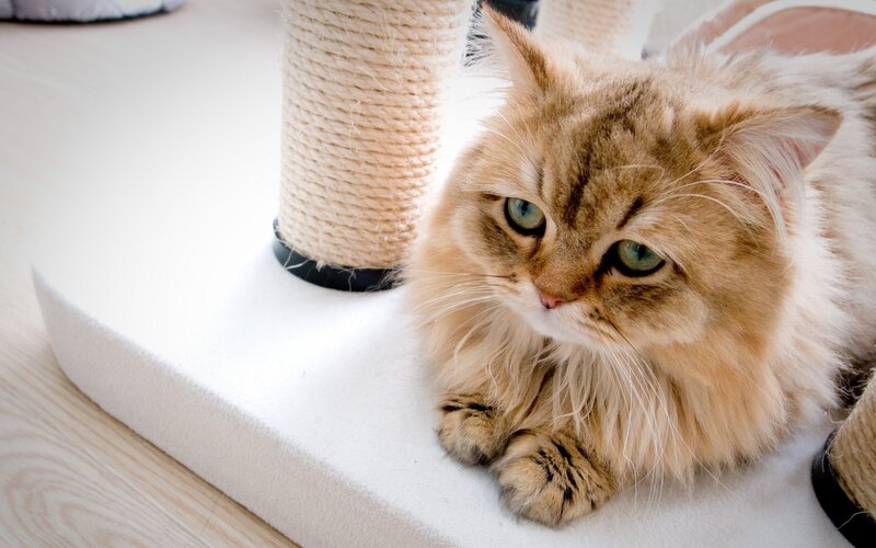 fluffy cat on scratching post