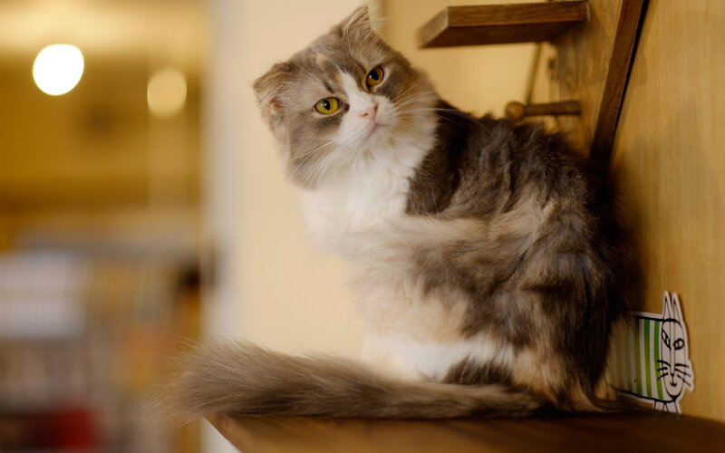 Fluffy Cat on Shelf
