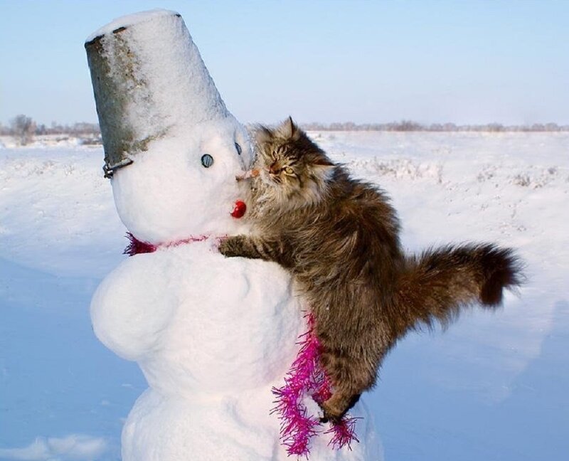 Fluffy Cat on Snowman — White