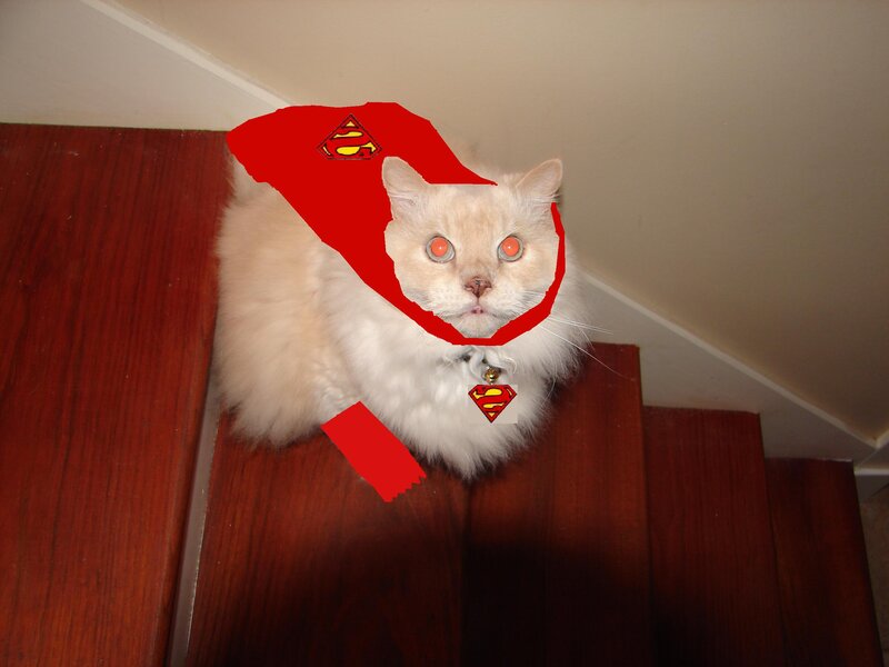 Fluffy Cat on Stairs