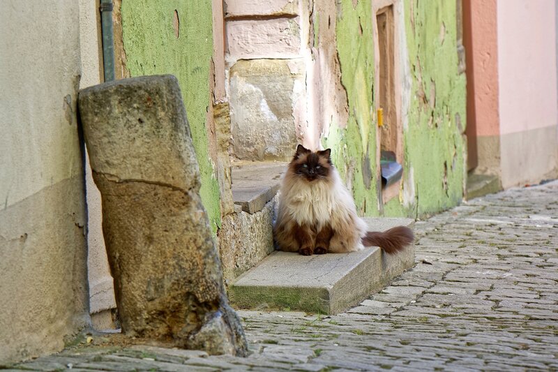 Fluffy Cat on Step