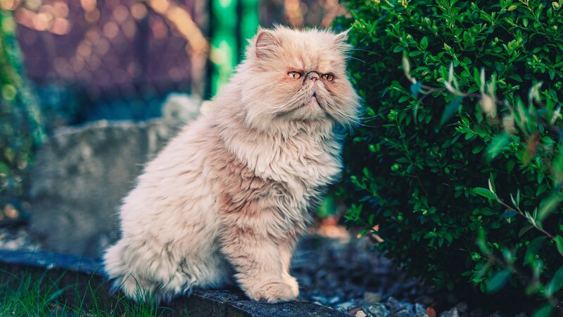 Fluffy Cat on Stone — Green