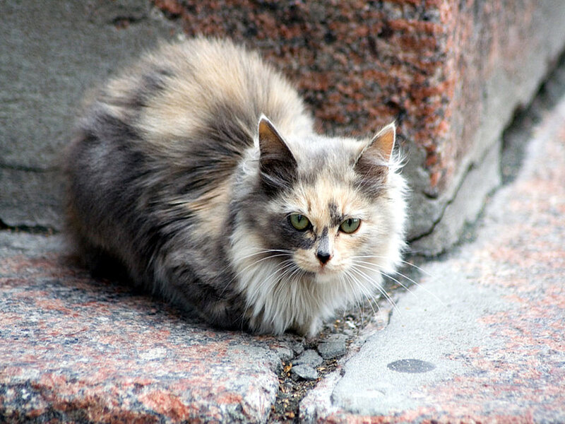fluffy cat on stone steps