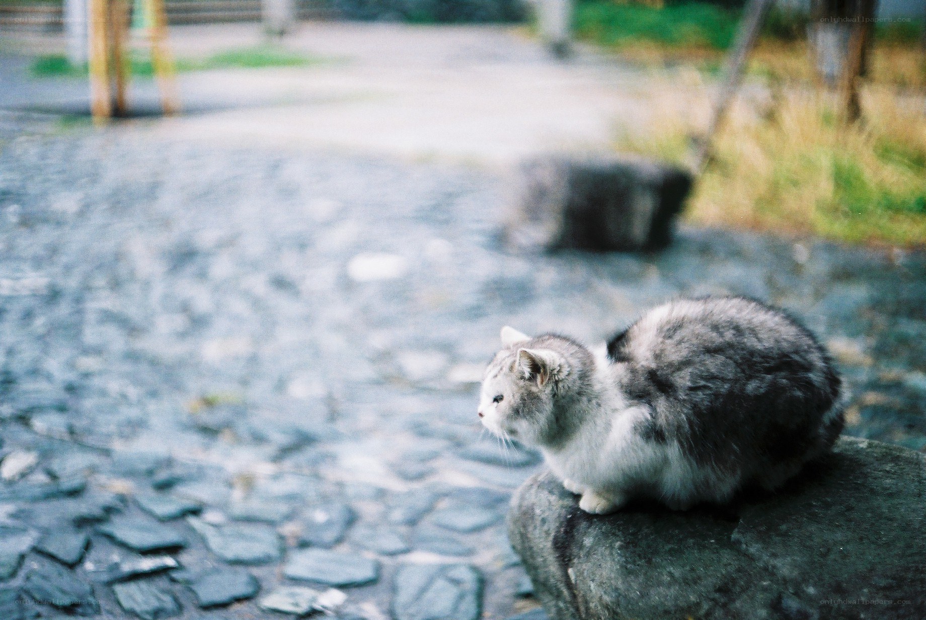 fluffy cat on stone