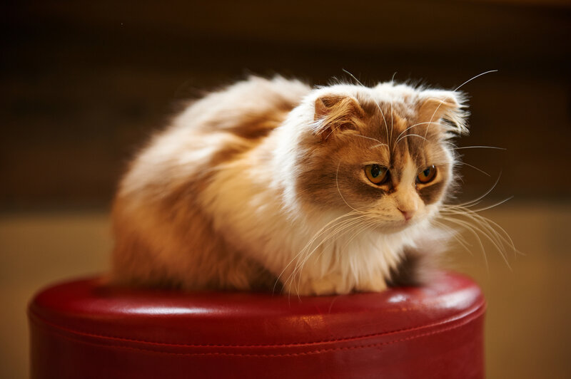 Fluffy Cat on Stool — Red