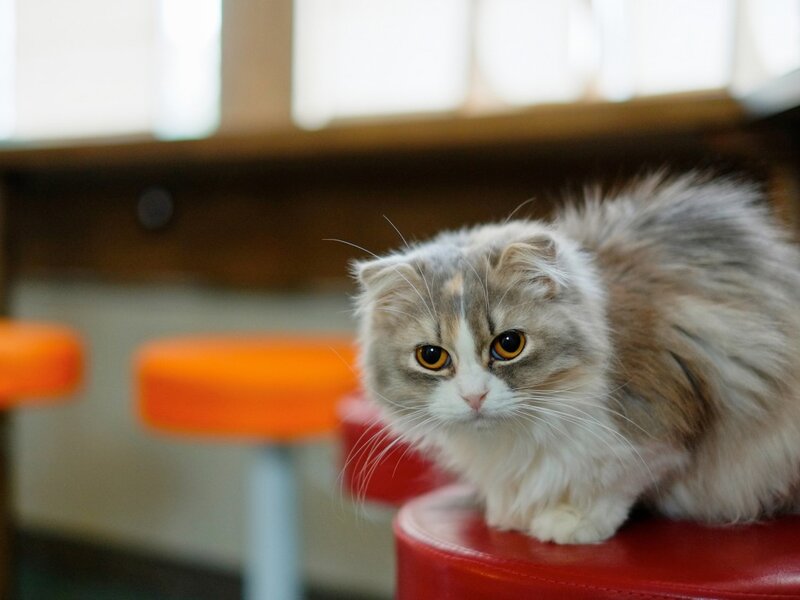 Fluffy Cat on Stool