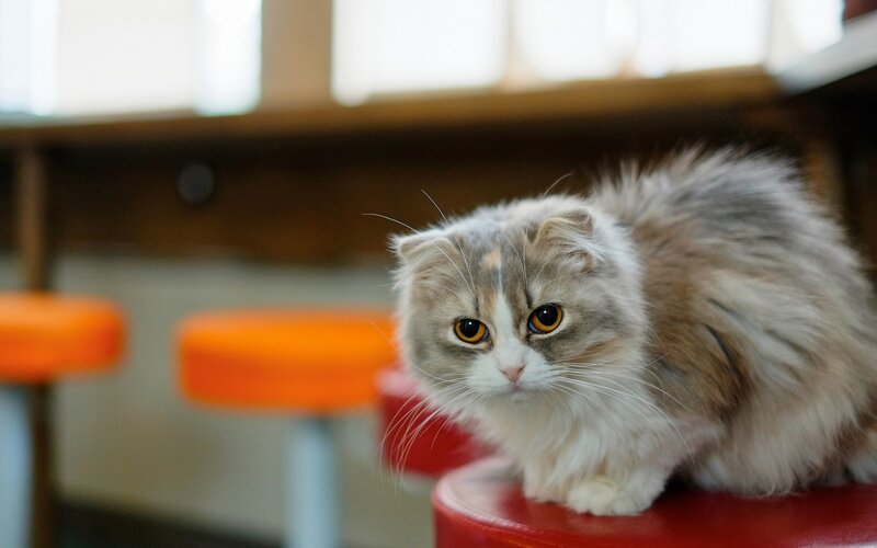 Fluffy Cat on Stool — White, Calm