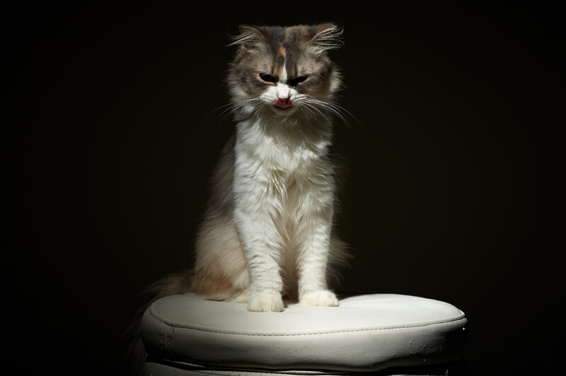 Fluffy Cat on Stool — White, Dramatic, Photograph