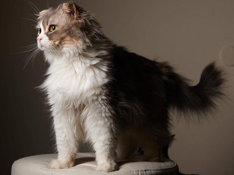 Fluffy Cat on Stool — White, Dramatic, Photograph, Wall