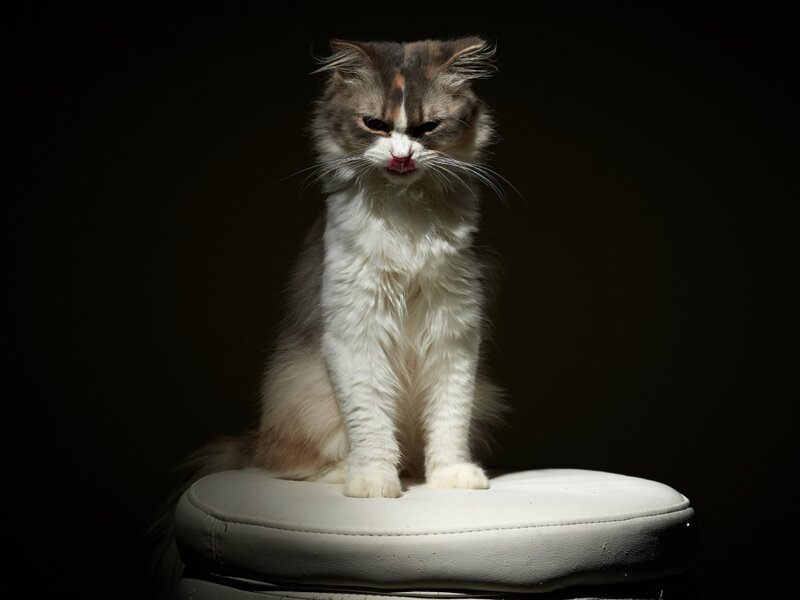 Fluffy Cat on Stool — White, Dramatic