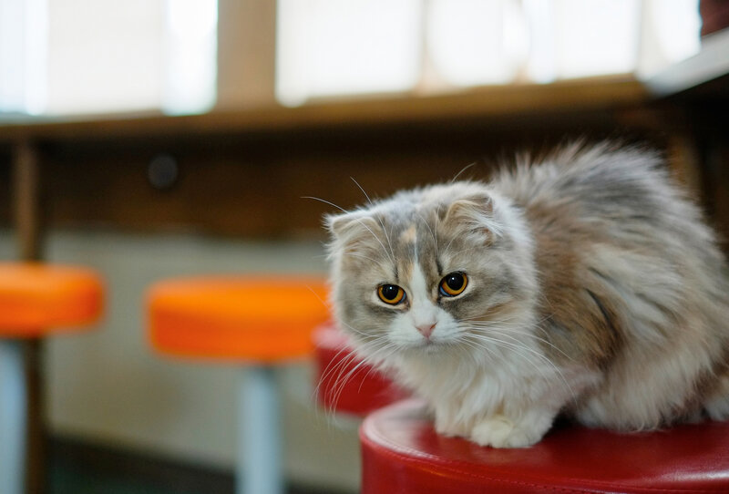 Fluffy Cat on Stool — White