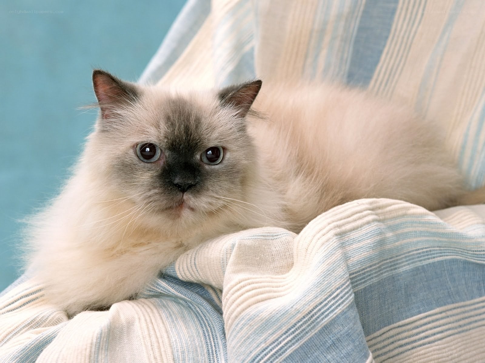 fluffy cat on striped blanket