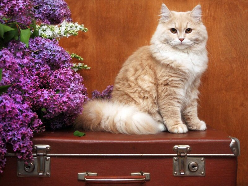 Fluffy Cat on Suitcase — Brown