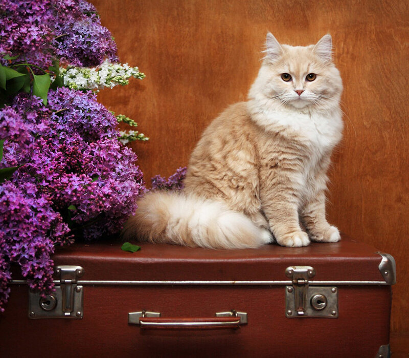 Fluffy Cat on Suitcase