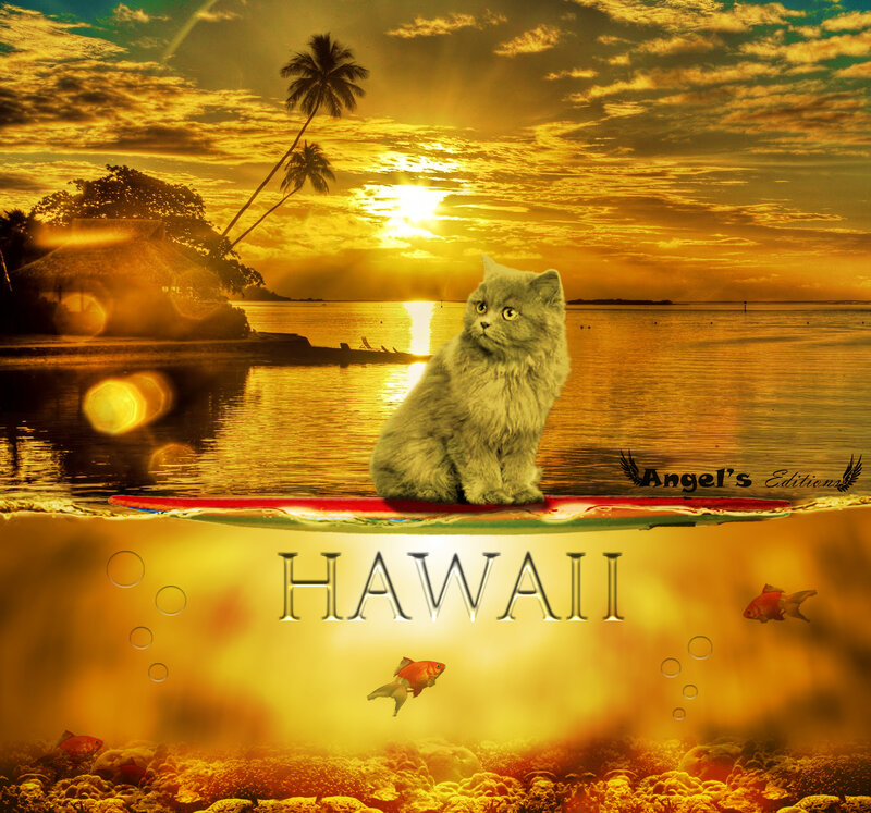 Fluffy Cat on Surfboard