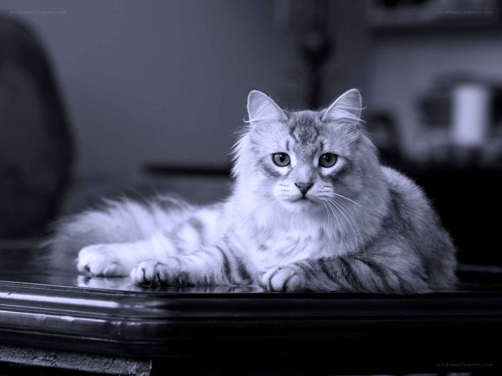 fluffy cat on table