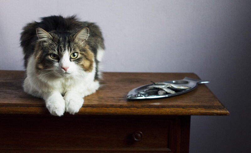 Fluffy Cat on Table — Brown, Calm