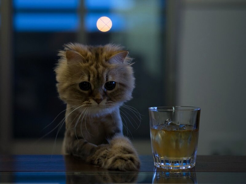 Fluffy Cat on Table — Brown, Dark