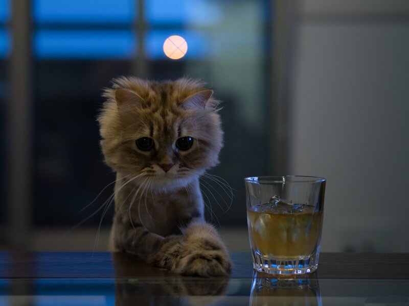 Fluffy Cat on Table — Brown, Dramatic, Night