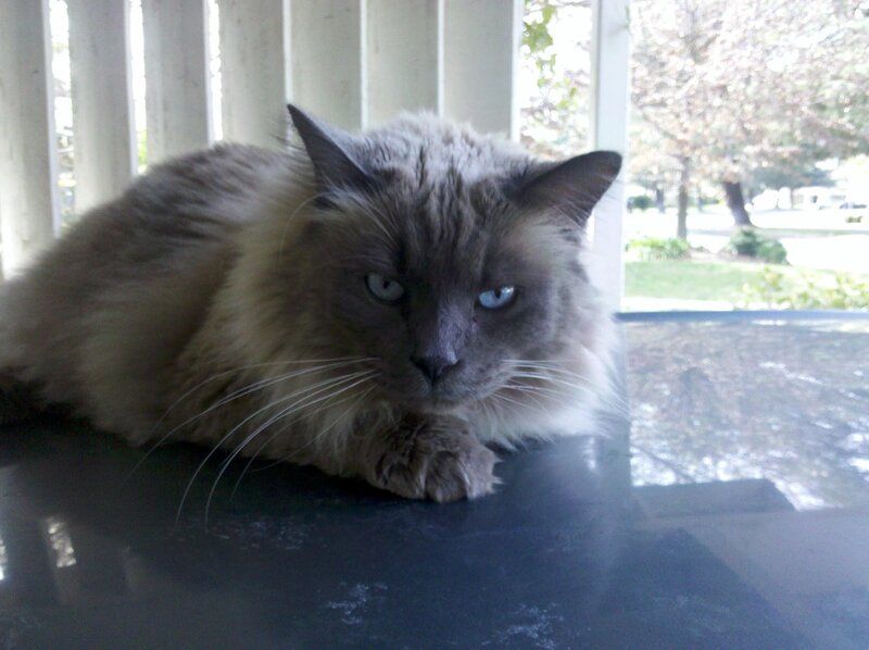 Fluffy Cat on Table — Gray