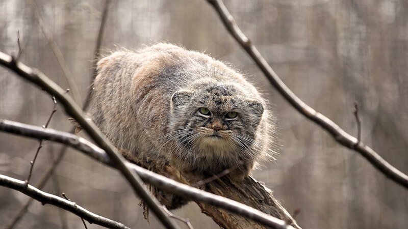 Fluffy Cat on Tree Branch — Brown