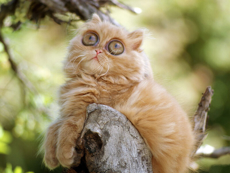 fluffy cat on tree branch