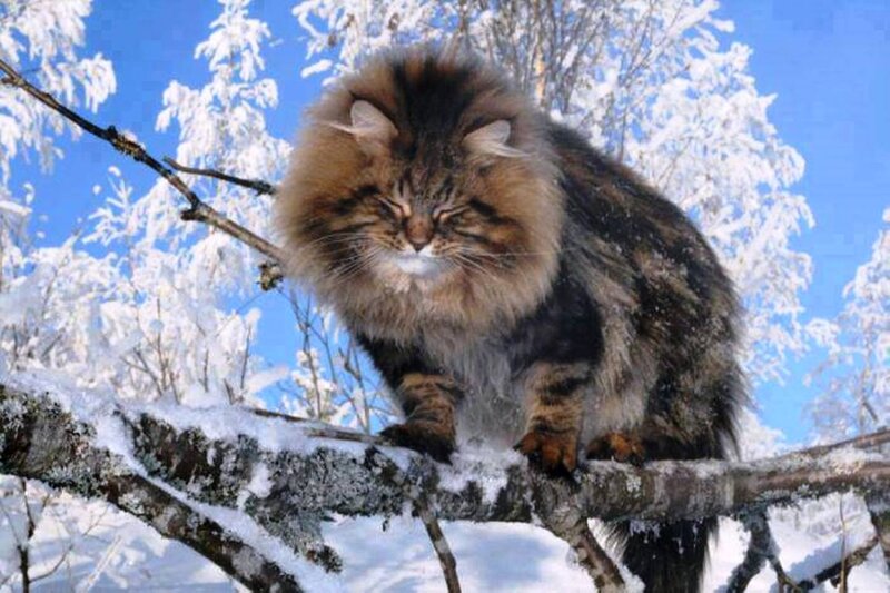 Fluffy Cat on Tree Branch — White