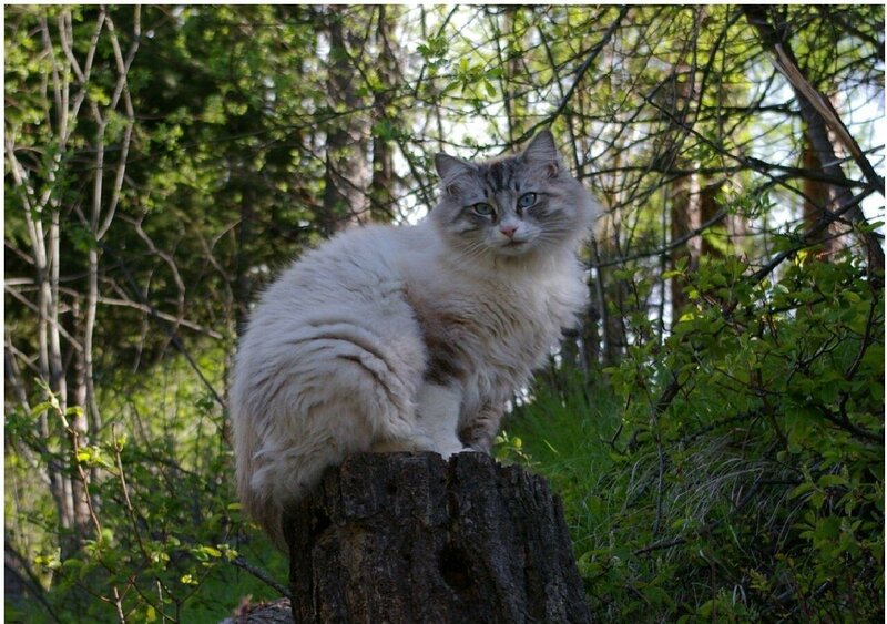 fluffy cat on tree stump