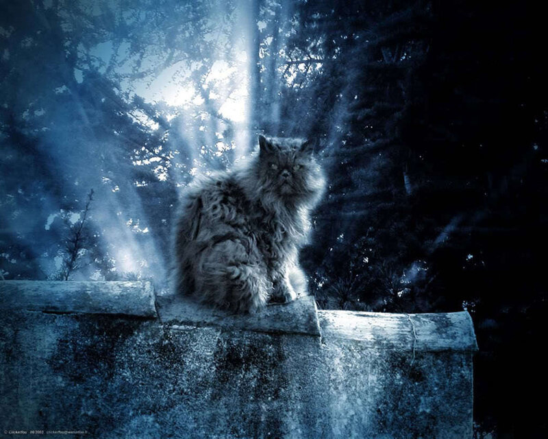 Fluffy Cat on Wall