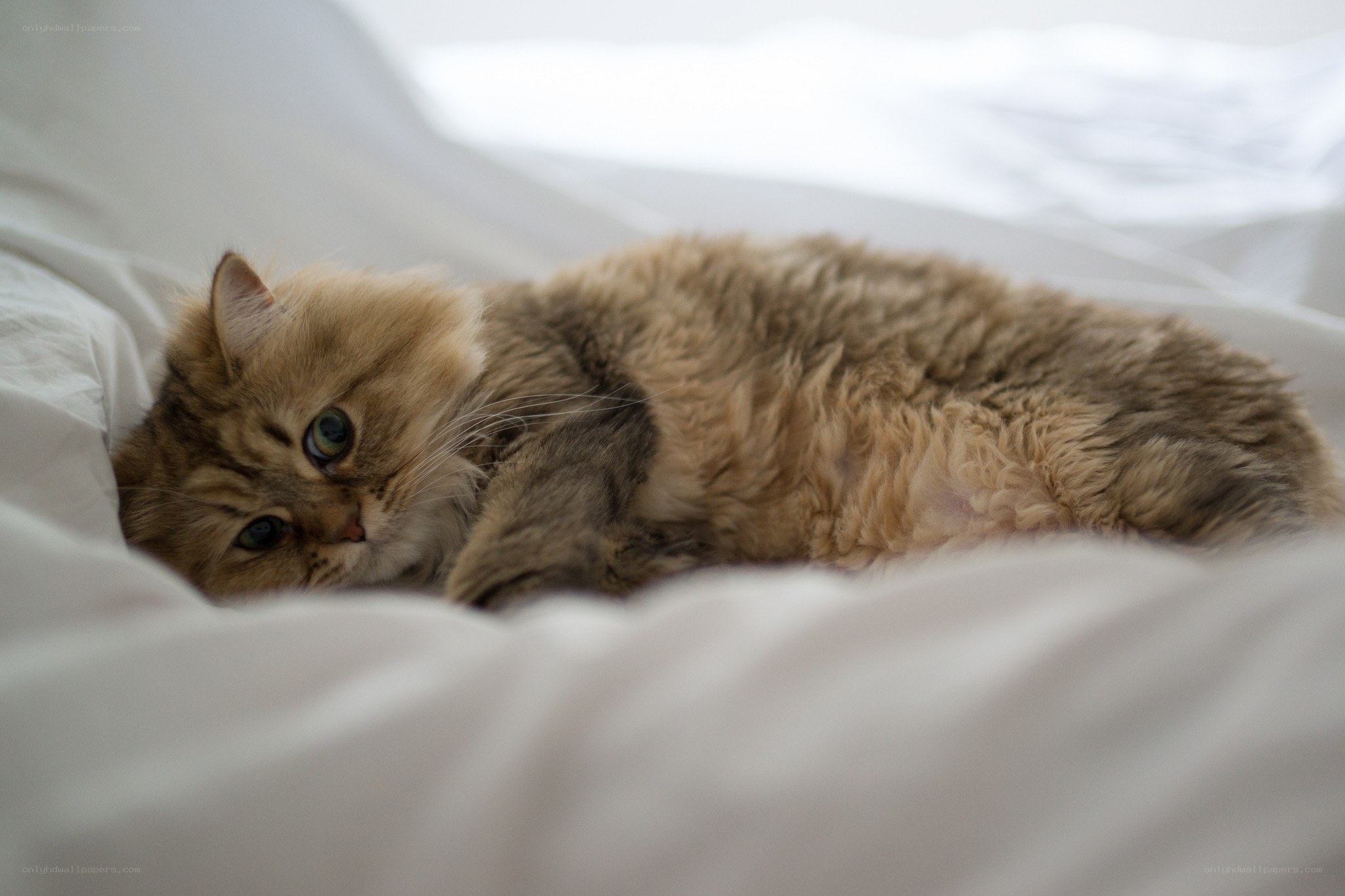 fluffy cat on white sheets