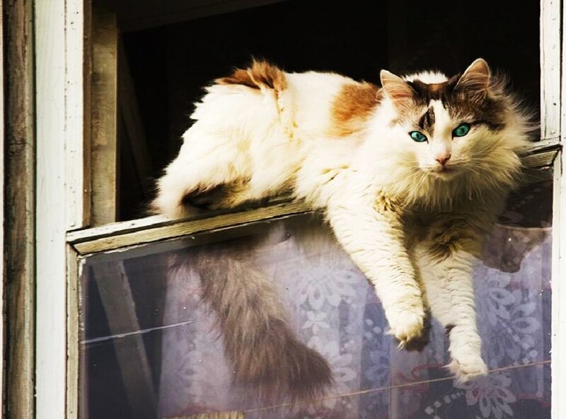 fluffy cat on windowsill