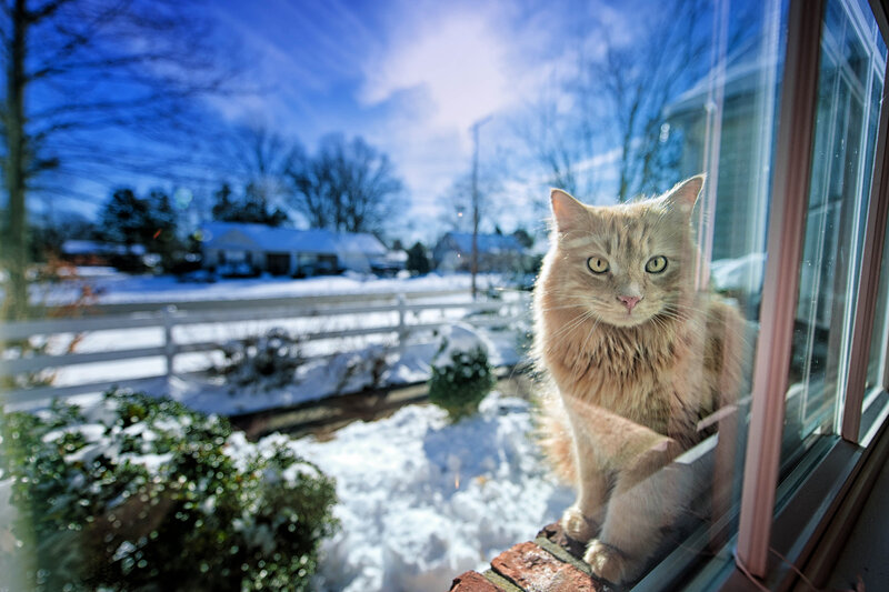 Fluffy Cat on Windowsill — Blue