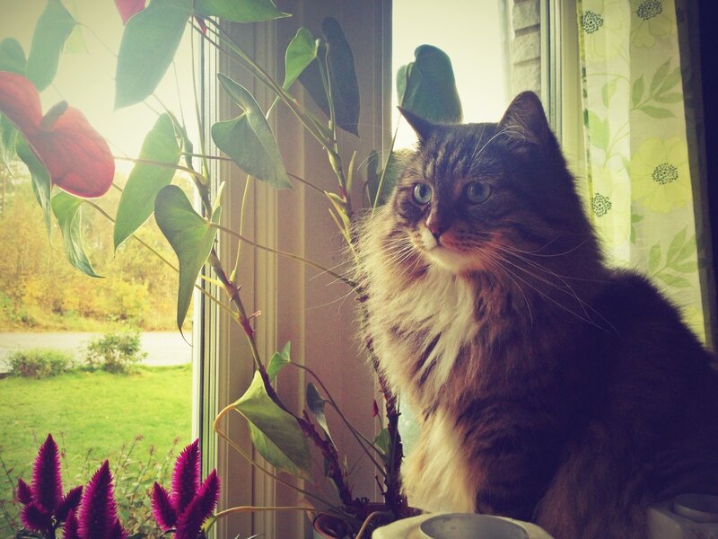 Fluffy Cat on Windowsill — Brown, Calm, Afternoon