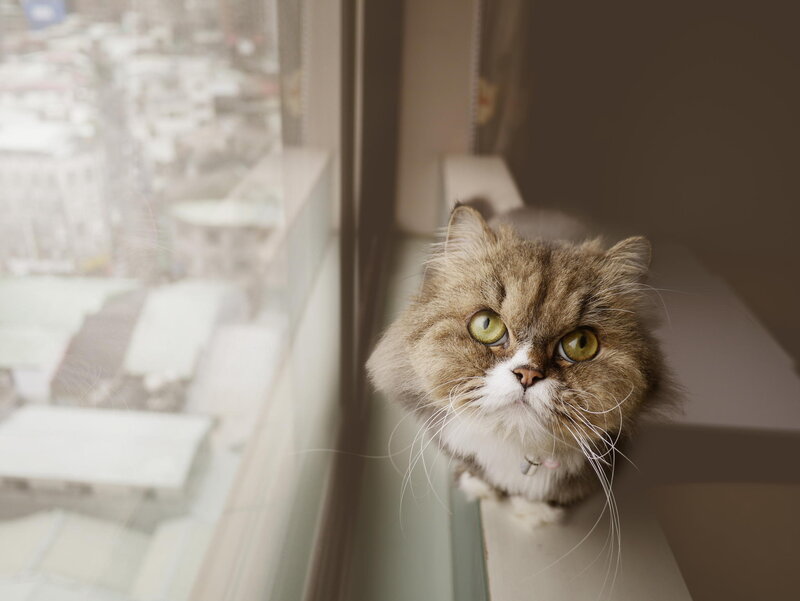 Fluffy Cat on Windowsill — Brown, Calm