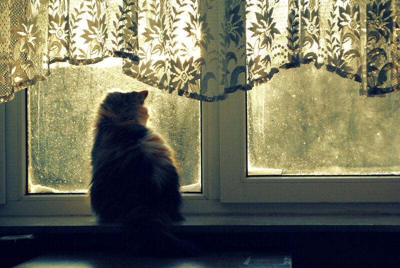 Fluffy Cat on Windowsill — Brown