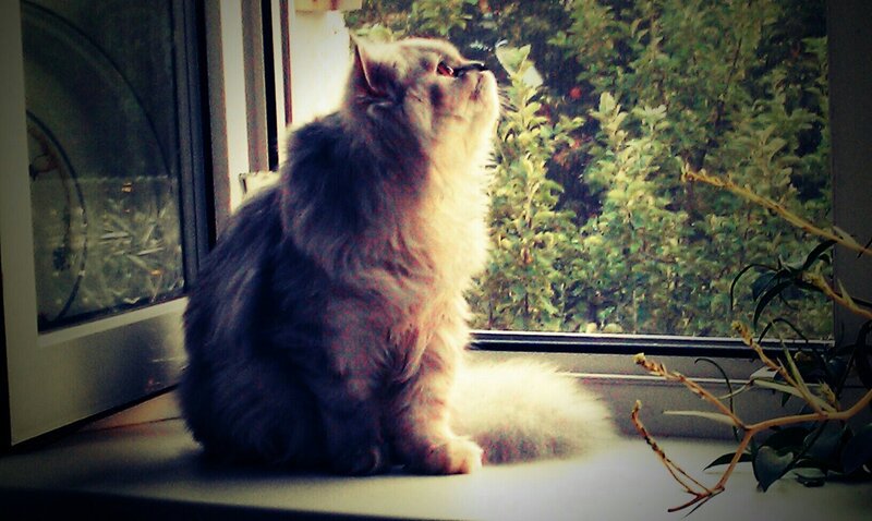 Fluffy Cat on Windowsill — Gray, Calm, Afternoon
